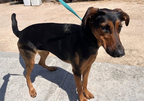 LEXI - Doberman Pinscher for adoption in Corona