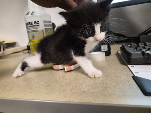 A163546 - Domestic Long Hair available for adoption