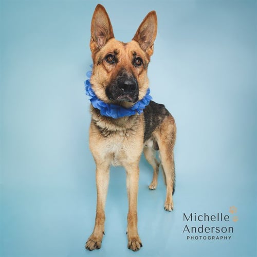 PETE - German Shepherd Dog for adoption in Corona
