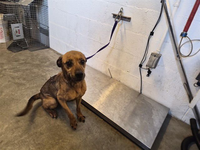 ROXY - Queensland Heeler available for adoption