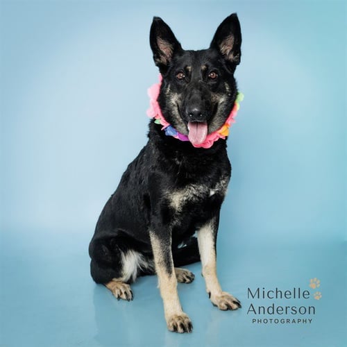 KAYA - German Shepherd Dog for adoption in Corona