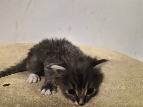 A163444 - Domestic Long Hair available for adoption