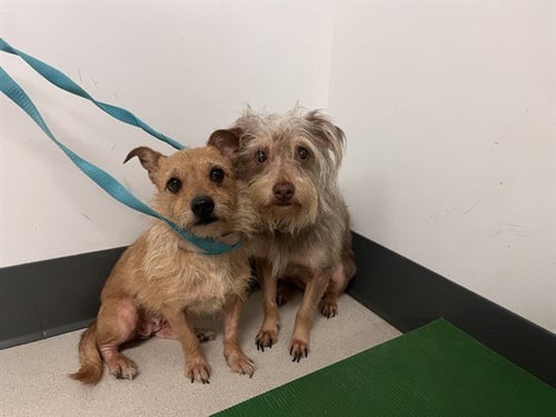 SUNNY - Terrier available for adoption