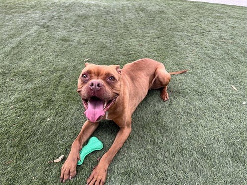 EEVEE - Boxer available for adoption
