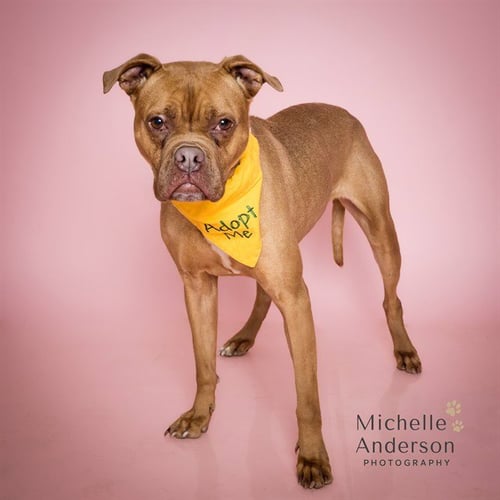 EEVEE - Boxer available for adoption