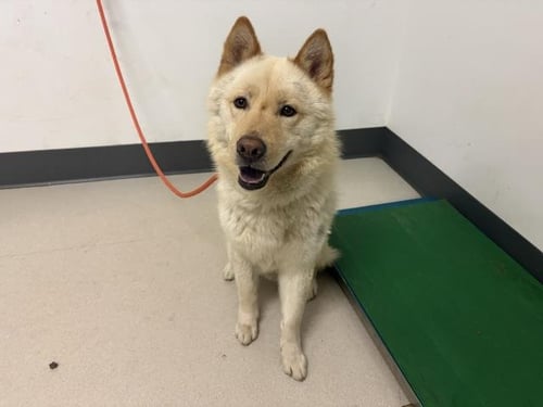BUTTER - Chow Chow available for adoption