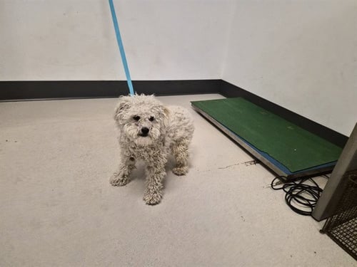 A163456 - Maltese available for adoption