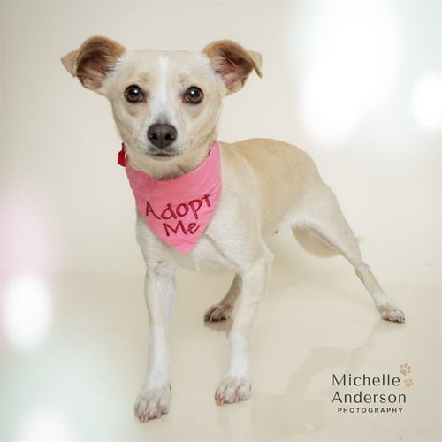 GIGI - Chihuahua available for adoption