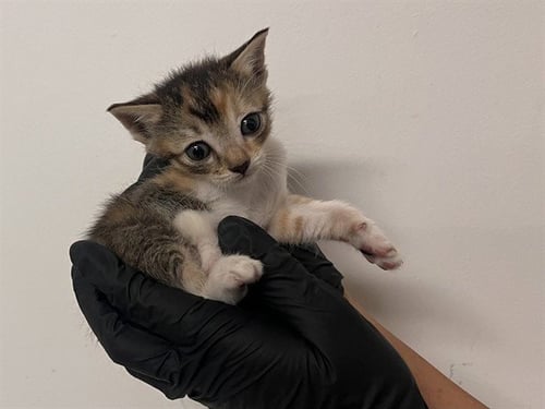 A166019 - Domestic Short Hair available for adoption
