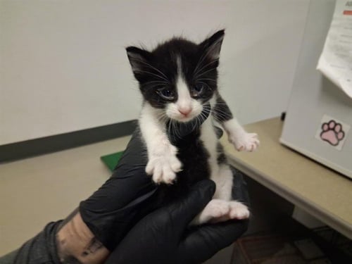 A164294 - Domestic Short Hair available for adoption