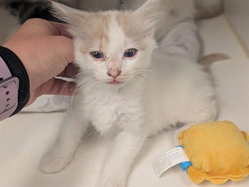 A163408 - Domestic Short Hair available for adoption