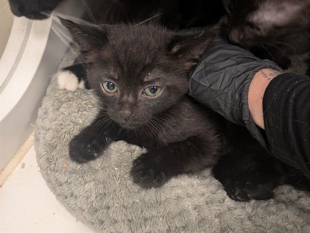 A162473 - Domestic Short Hair available for adoption