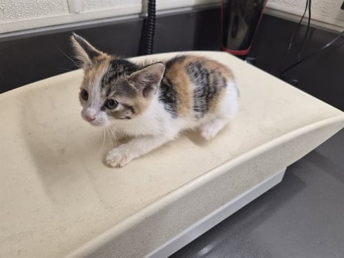 A164973 - Domestic Short Hair available for adoption