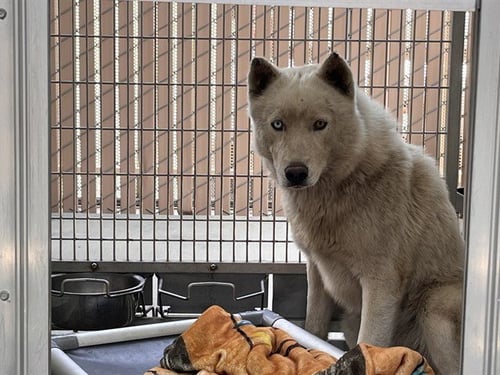 ROMULUS - Siberian Husky available for adoption