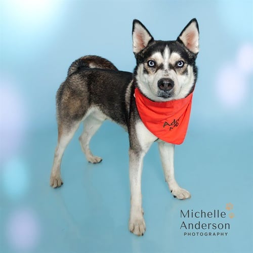 JESTER - Husky available for adoption