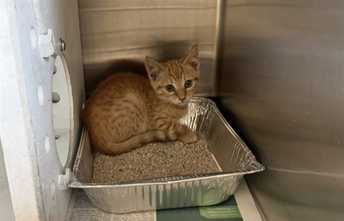 A164478 - Domestic Short Hair available for adoption