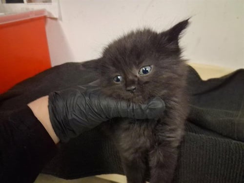 A164202 - Domestic Medium Hair available for adoption
