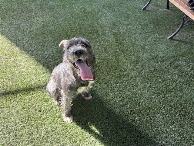 A162487 - Terrier available for adoption