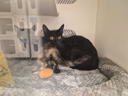 A164504 - Domestic Short Hair available for adoption