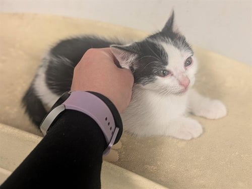 A163404 - Domestic Short Hair available for adoption