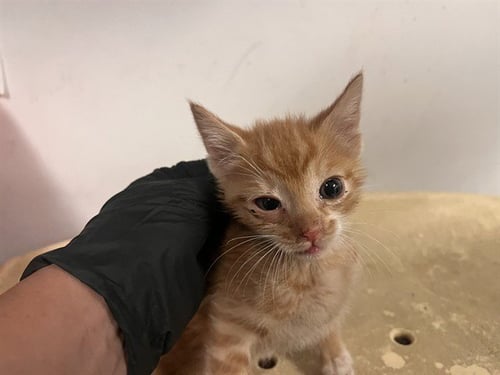 A163864 - Domestic Short Hair for adoption in Corona