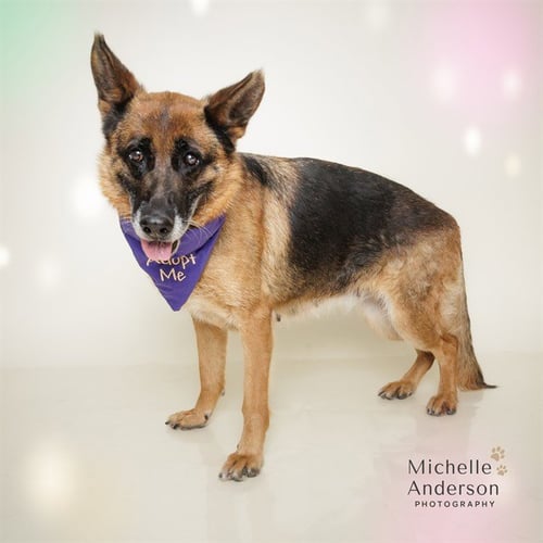 MARY - German Shepherd Dog available for adoption