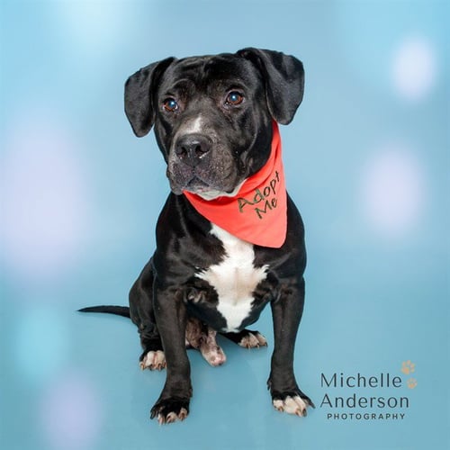 ROSCOE - Pit Bull Terrier / Basset Hound available for adoption