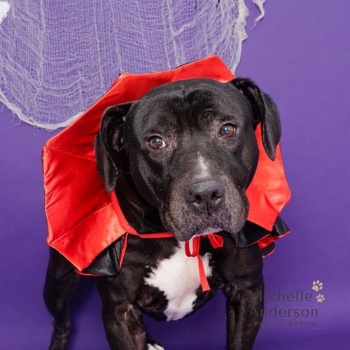 ROSCOE - Pit Bull Terrier / Basset Hound available for adoption