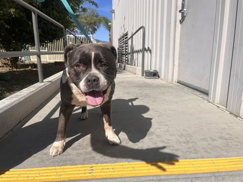 STARLIGHT - Pit Bull Terrier available for adoption