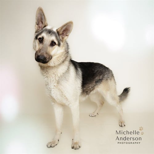 MACK - German Shepherd Dog available for adoption
