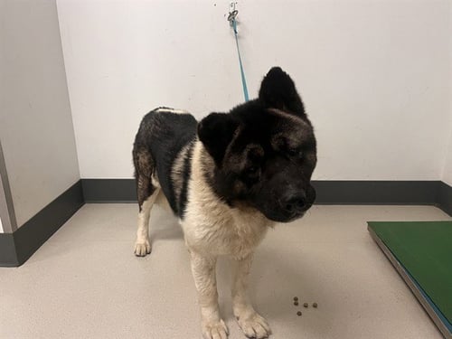 BOLT - Akita for adoption in Corona