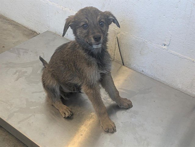 OBIE - Terrier available for adoption