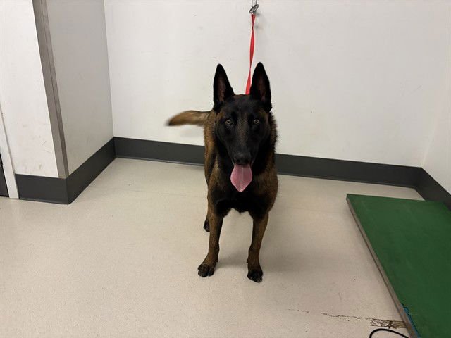 APOLLO - Belgian Shepherd Malinois available for adoption