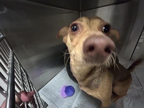 PENELOPE - Chihuahua available for adoption