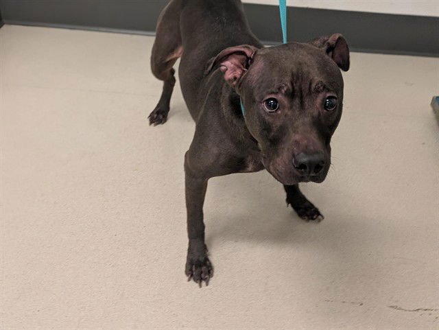 KALANI - Pit Bull Terrier available for adoption