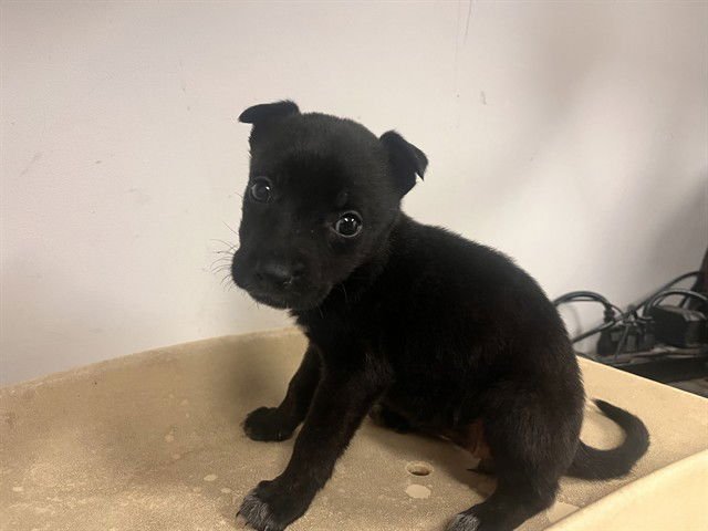 A162631 - Chihuahua available for adoption