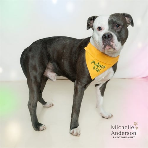 GUAPO - Pit Bull Terrier for adoption in Corona