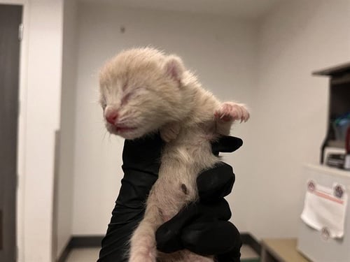 A163265 - Domestic Short Hair for adoption in Irvine