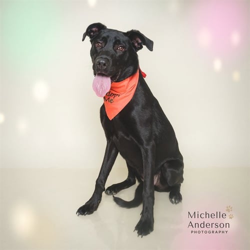 LILLY - Labrador Retriever for adoption in Corona