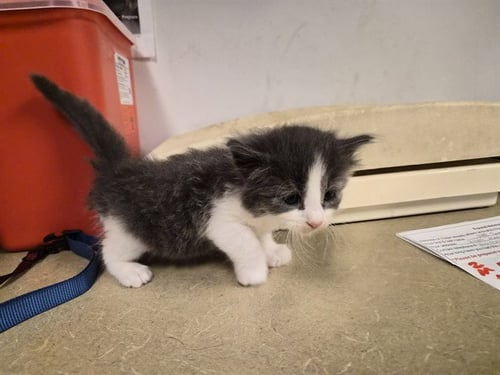 A163545 - Domestic Long Hair available for adoption