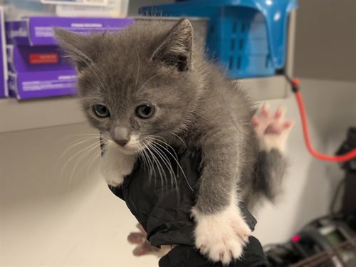 A163559 - Domestic Short Hair available for adoption