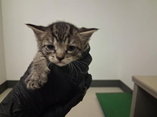 A164298 - Domestic Short Hair available for adoption