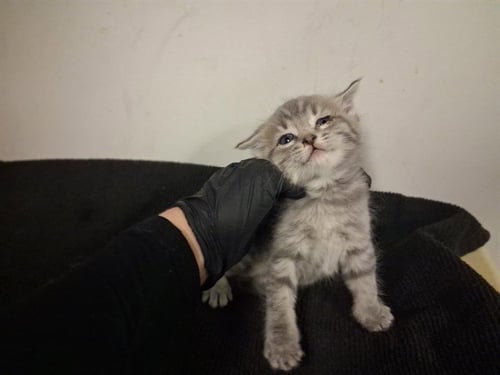 A164199 - Domestic Short Hair available for adoption
