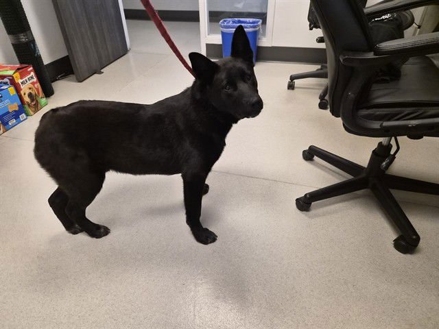 DONNIE - Australian Kelpie / Labrador Retriever available for adoption