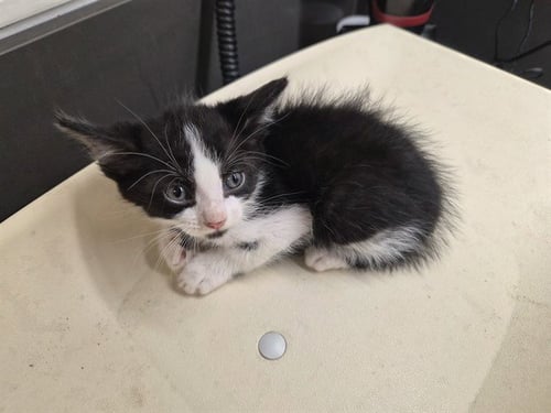 A164977 - Domestic Short Hair available for adoption