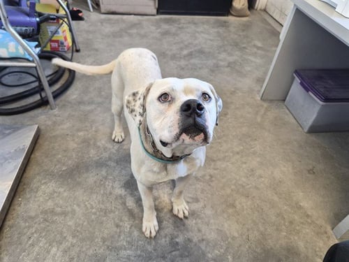 A163287 - Pit Bull Terrier available for adoption