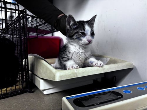A164354 - Domestic Short Hair for adoption in Corona