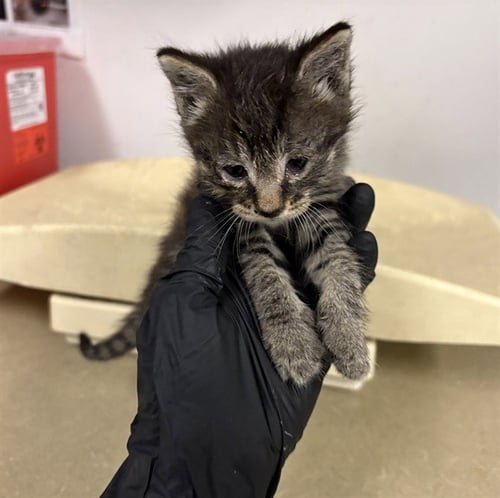 A163834 - Domestic Short Hair for adoption in Corona