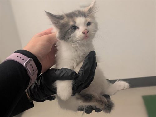 A163406 - Domestic Short Hair available for adoption