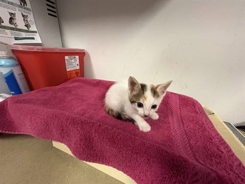 A165333 - Domestic Short Hair available for adoption
